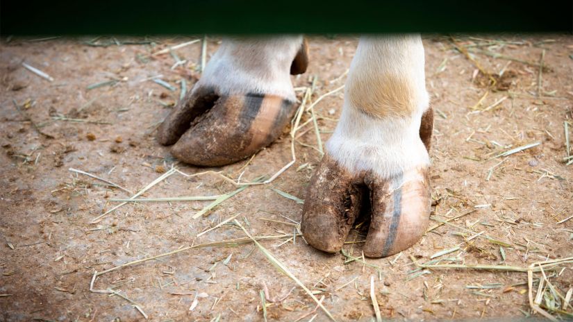 Уход за копытами коров с решением Хуф Эксперт Уход за копытами коров с решением Хуф Эксперт